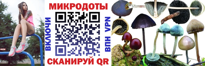 Псилоцибиновые грибы Psilocybine cubensis  Холм 